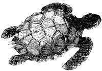 green-turtle_1_sm.gif