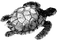 green-turtle_1_md.gif