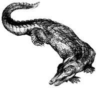 crocodile_1_lg.gif