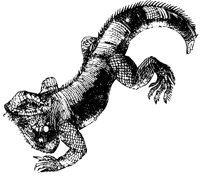 iguana_1_lg.gif
