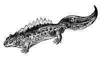 newt_1_sm.gif