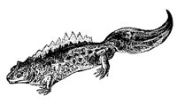 newt_1_md.gif