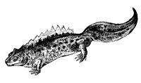 newt_1_lg.gif