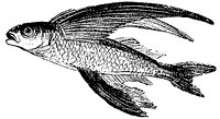 flying-fish_1_sm.gif