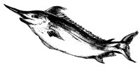 swordfish_1_lg.gif