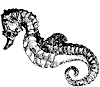 seahorse_1_th.gif