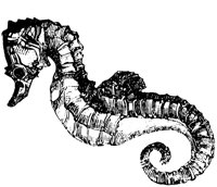 seahorse_1_lg.gif