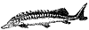 sturgeon_1_th.gif
