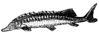 sturgeon_1_lg.gif
