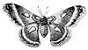 cecropia-moth_1_th.gif