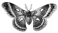 cecropia-moth_1_sm.gif