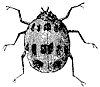 ladybug_1_th.gif
