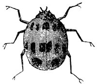 ladybug_1_md.gif