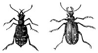 tiger-beetles_1_lg.gif