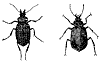 caterpillar-beetles_1_th.gif
