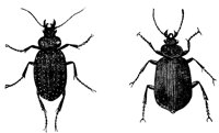 caterpillar-beetles_1_lg.gif