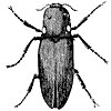 lightning-beetles_1_th.gif