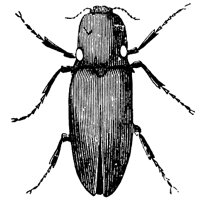 lightning-beetles_1_md.gif