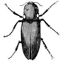 lightning-beetles_1_lg.gif