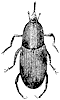 weevil_1_th.gif