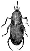 weevil_1_lg.gif