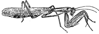 praying-mantis_1_sm.gif