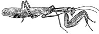 praying-mantis_1_md.gif