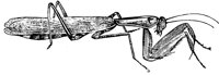 praying-mantis_1_lg.gif