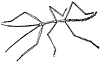 walking-stick_1_th.gif