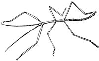 walking-stick_1_lg.gif