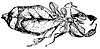leaf-insect_1_th.gif