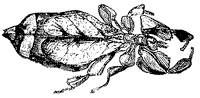 leaf-insect_1_sm.gif