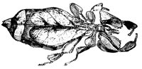 leaf-insect_1_lg.gif