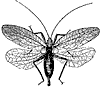 katydid-male_1_th.gif