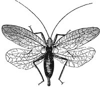 katydid-male_1_sm.gif