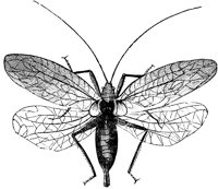 katydid-male_1_lg.gif