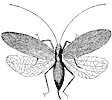 katydid-female_1_th.gif