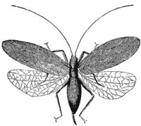 katydid-female_1_sm.gif