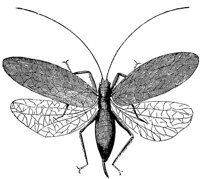 katydid-female_1_md.gif