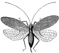 katydid-female_1_lg.gif