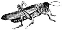 locust_1_md.gif