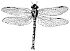 dragonfly_1_th.gif