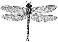 dragonfly_1_sm.gif