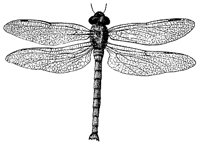 dragonfly_1_md.gif