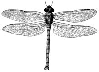 dragonfly_1_lg.gif