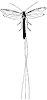 ichneumon-fly_1_th.gif