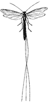 ichneumon-fly_1_sm.gif