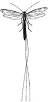ichneumon-fly_1_md.gif