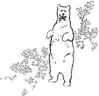 bear_21015_lg.gif