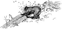 bear2_21017_md.gif